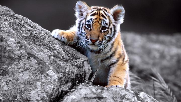 Cute Baby Tiger Full Wallpapers HD \/ Desktop and Mobile Backgrounds
