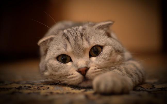 wallpaper of cute cat - HD Desktop Wallpapers