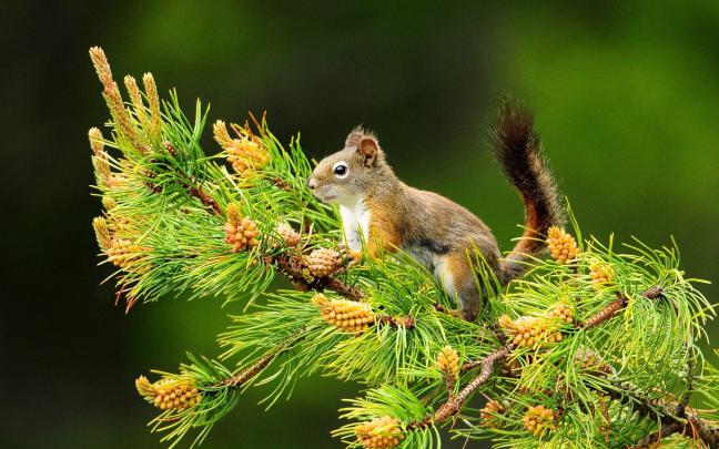 Cute HD Wallpapers for Desktop (73+ images)