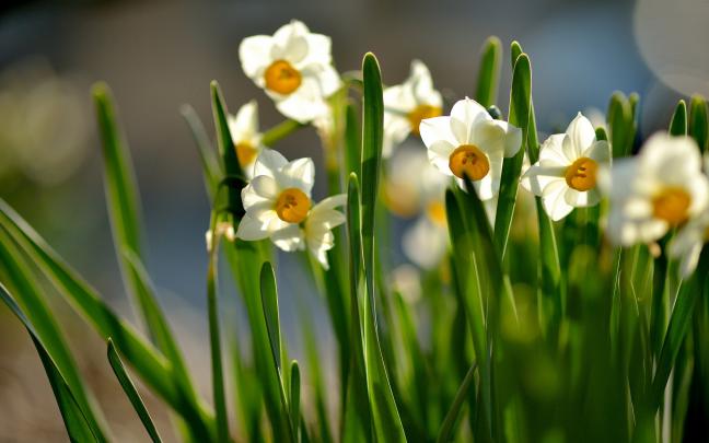 spring wallpaper white cute - HD Desktop Wallpapers