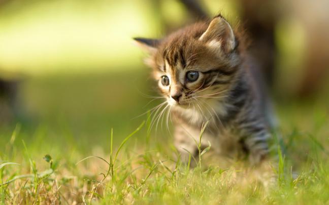 kittens, Kitten, Cat, Cats, Baby, Cute, S Wallpapers HD \/ Desktop and 