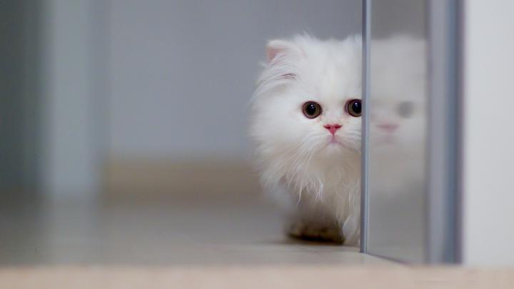 Cute HD Wallpapers for Desktop (73+ images)