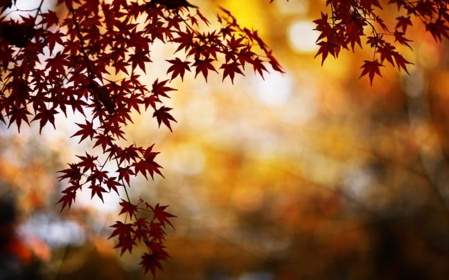 Red Foliage Bokeh Mac Wallpaper Download Free Mac Wallpapers Wallpaper 