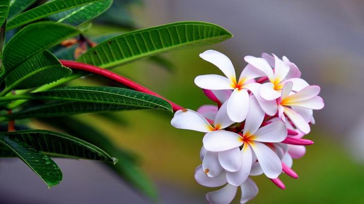 Desktop Wallpaper HD Widescreen Free Download 1366x768