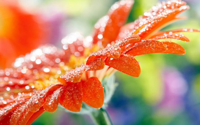 Nature Photos Free Download Wallpapers HD