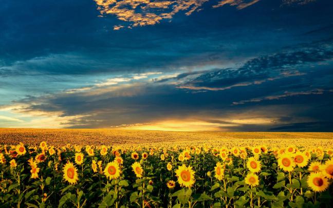 Nature Computer Backgrounds (51+ images)