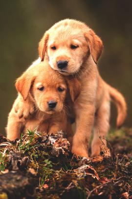 cute, Baby, Animal, Dogs Wallpapers HD \/ Desktop and Mobile Backgrounds