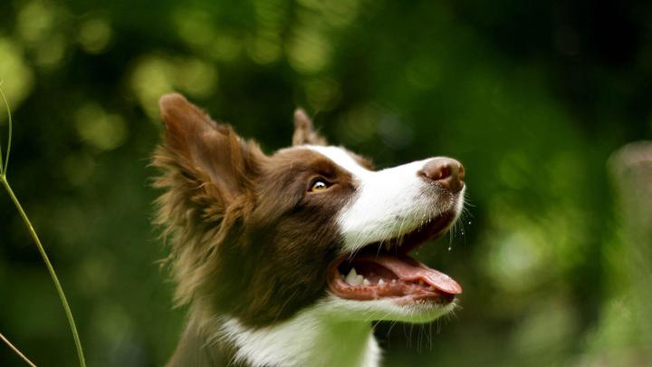 Cool Dogs Wallpapers