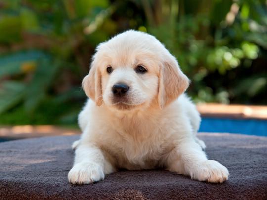 Puppy Wallpaper Desktop (53+ images)