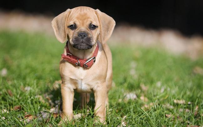 Free Dog Wallpapers