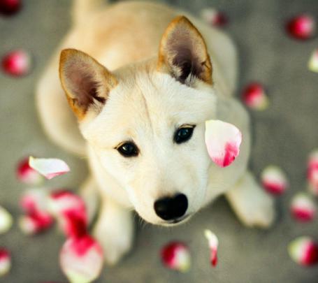 Free Dog Wallpapers