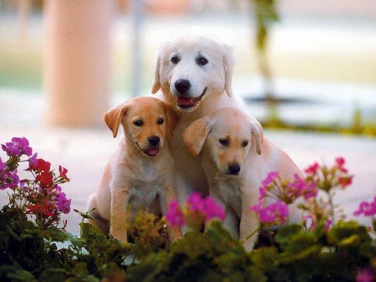 Free Dog Desktop Wallpapers