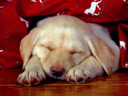 Puppy Dogs Hd Desktop Images Wallpapers | Hasnat wallpapers, Free 