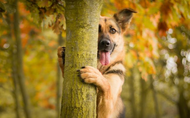 [77+] Dog Desktop Backgrounds 