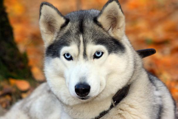 Dog Backgrounds