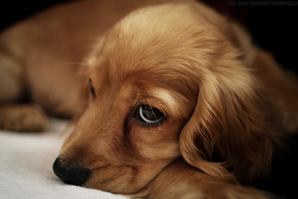 Dog 4k Ultra HD Wallpaper | Background Image | 5472x3648
