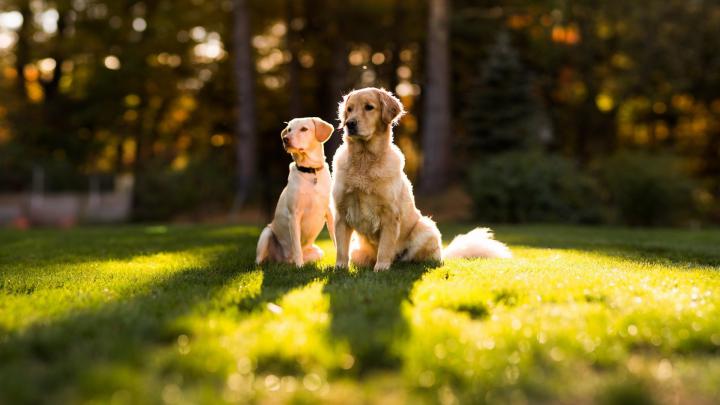 Dogs Desktop Wallpapers - Wallpaper, High Definition, High Quality 