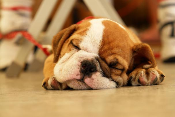 Puppy Desktop Backgrounds