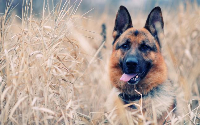 Dog Backgrounds free download