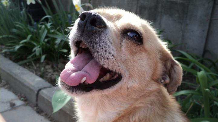 Happy Dog HD Desktop Background - HD Desktop Wallpapers