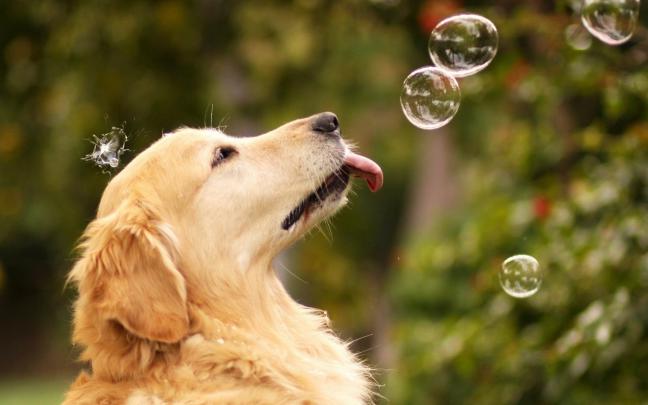 Dog Wallpapers HD