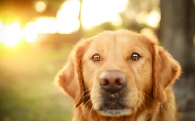 dog wallpaper for mobile - HD Desktop Wallpapers