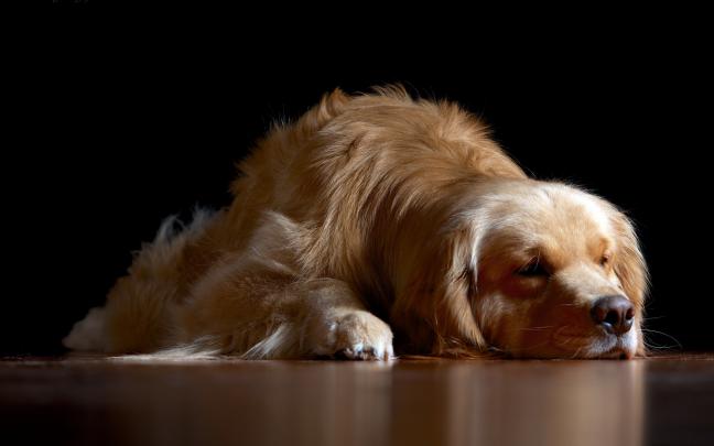 hd dogs images - HD Desktop Wallpapers