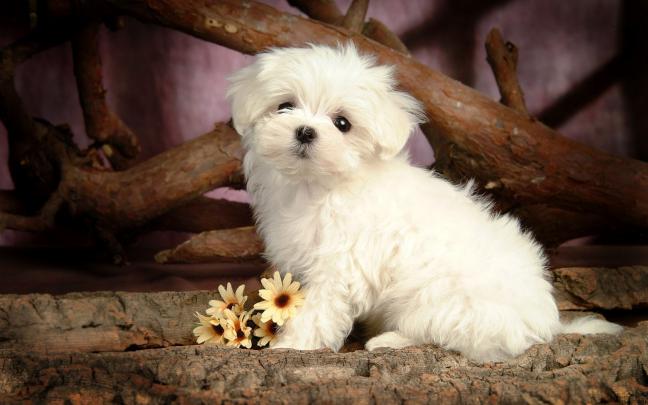 Cute little maltese dog wallpaper