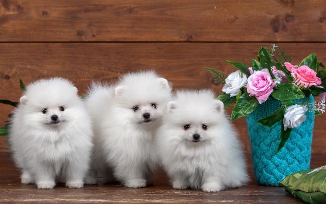 Dog Desktop Wallpaper (67+ images)