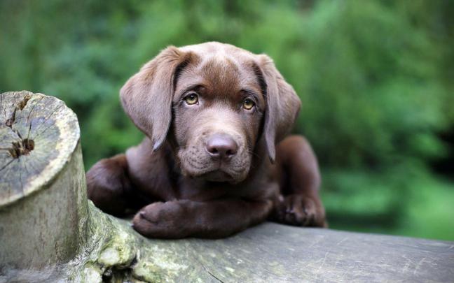 Dog Computer Wallpapers