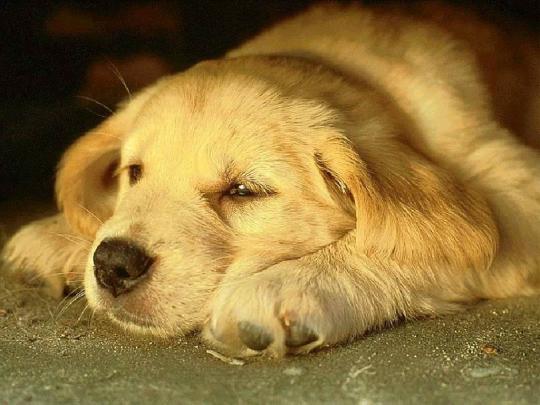 Free Desktop Wallpapers | Backgrounds: Dog Wallpapers for Desktop 