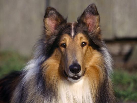 Animals Zoo Park: Cute Dogs Wallpapers for Desktop, Cute Puppy Backgrounds