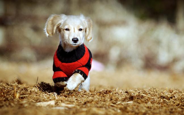 Cute Dog Running Wallpapers HD \/ Desktop and Mobile Backgrounds