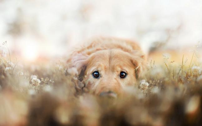 hd wallpapers dog - HD Desktop Wallpapers