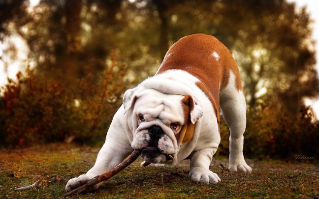 hd wallpapers dogs - HD Desktop Wallpapers