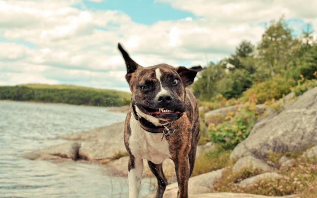 Funny Dogs Desktop Backgrounds