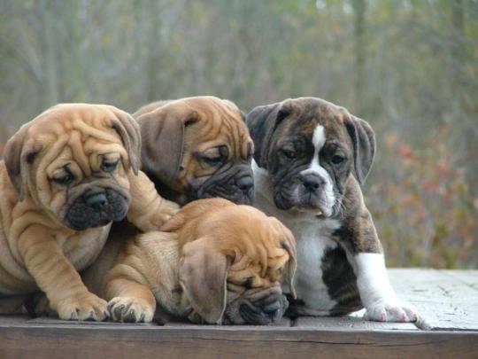 bulldog wallpaper puppy - HD Desktop Wallpapers