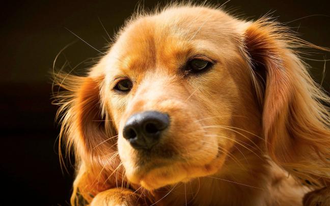 [78+] Free Dog Desktop Wallpaper 