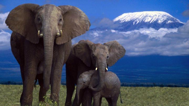 Elephant Desktop Wallpaper