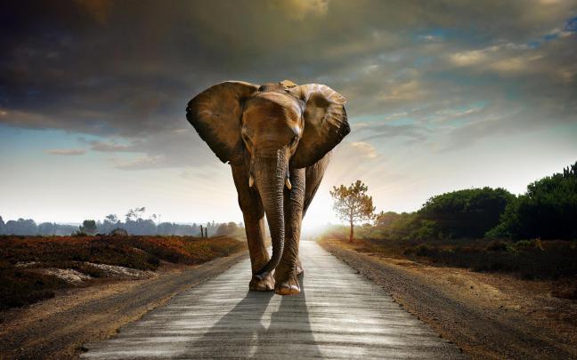 Indian Elephant Wallpapers