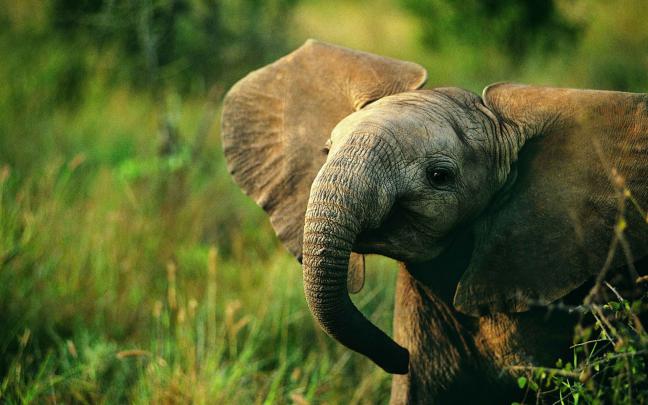 baby elephant - HD Desktop Wallpapers
