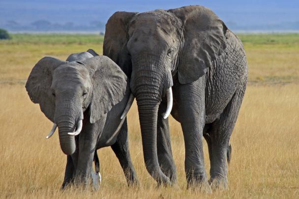 Elephant HD Wallpaper | Background Image | 3484x2316