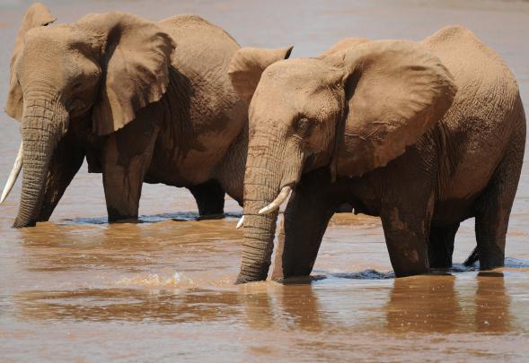 Elephant HD Wallpaper | Background Image | 3588x2464