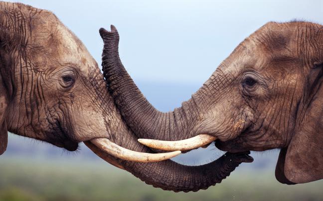 Elephant Desktop Wallpapers