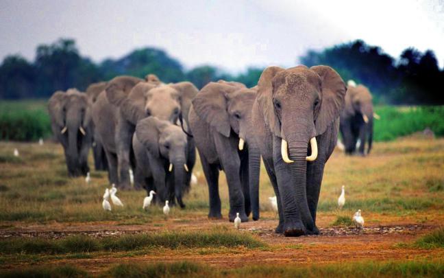 wallpaper: African Elephant Wallpapers