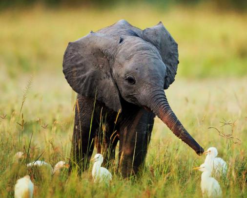 Elephant Desktop Backgrounds