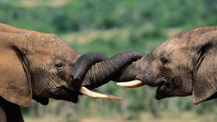 Baby Elephant Wallpapers