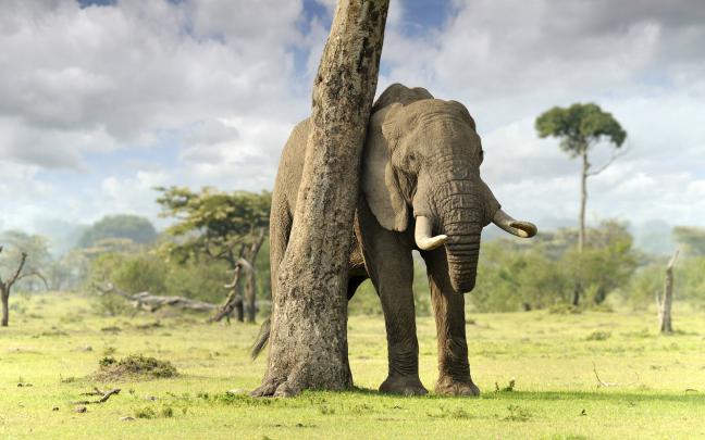 Elephant Wallpapers