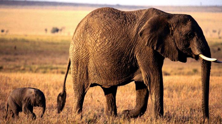 Baby Elephant Wallpapers