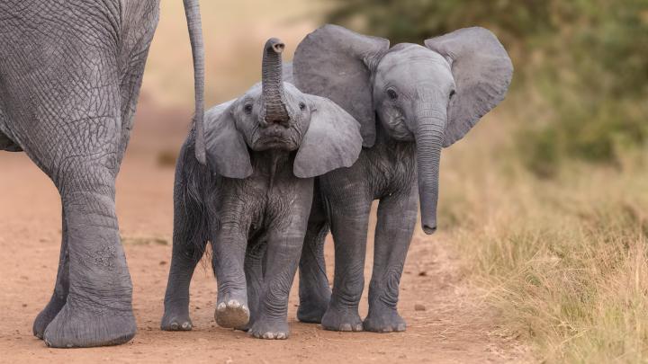 2 Lovely Elephant Child 4K Wallpaper | HD Wallpapers